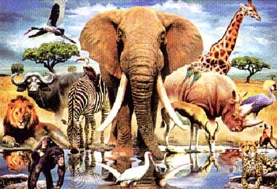Africká zvěř