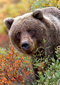Medvěd Grizzly