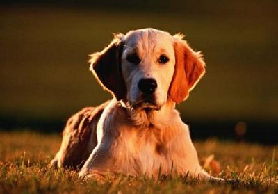 Zlatý retriever