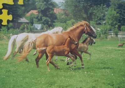 Koně na louce