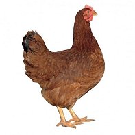 Kuřice Dominant Červený D853