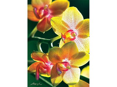 Orchidej