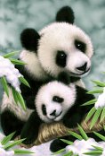Pandy