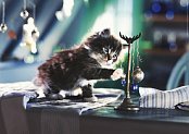 Whiskas: Minka