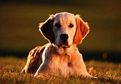 Zlatý retriever
